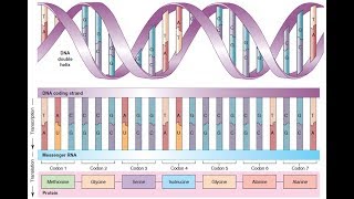 BIOQUIMICA PROTEINAS Síntesis de las proteínas [upl. by Atiuqin993]