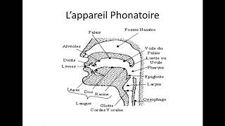 La Phonétique 1 L’appareil phonatoire [upl. by Ailehc]