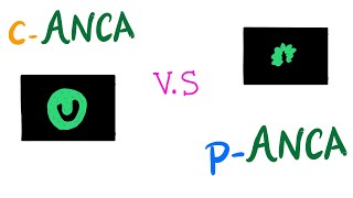 cANCA VS pANCA Autoantibodies  Autoimmune Diseases [upl. by Artenra]