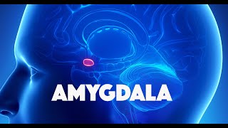 Amygdala [upl. by Johnson275]