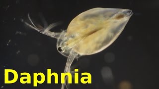 Daphnia [upl. by Santini321]