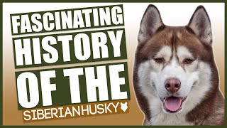 The History Of The Siberian Husky [upl. by Belmonte268]