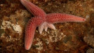 Starfish Limb Regeneration [upl. by Acus]