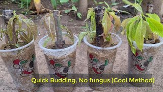 Smart Method l Mango Propagation from Cutting l Quick Budding No Fungus Experiment [upl. by Spatola607]