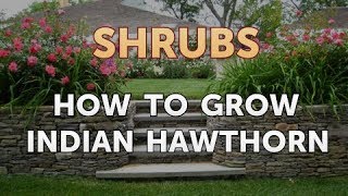 How to Grow Indian Hawthorn [upl. by Ormsby845]