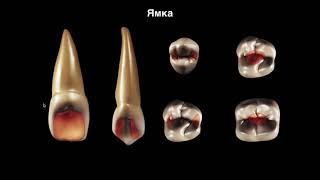 Вебинар Анатомия Зубов Часть 1 [upl. by Pilar]