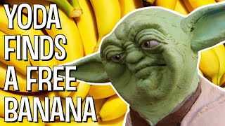 YODA FINDS A FREE BANANA  The Puppet Yoda Show [upl. by Westberg]