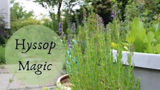 The Magic of Hyssop [upl. by Atteuqnas]