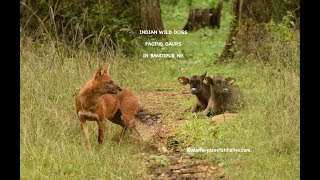 Indian Wild Dogs facing Gaurs [upl. by Orsola]