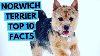 Norwich Terrier  TOP 10 Interesting Facts [upl. by Deb]