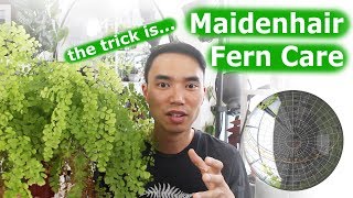 Maidenhair fern care  Not that difficult [upl. by Ham]