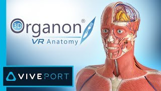 3D Organon VR Anatomy  Medis Media [upl. by Alak651]