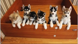 Siberian Husky Puppies [upl. by Atyekram]