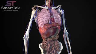 Full Virtual 3D Human Body Anatomy [upl. by Dyl]