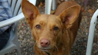 Podenco Andaluz maneto  Raza de Perro [upl. by Kentiggerma]