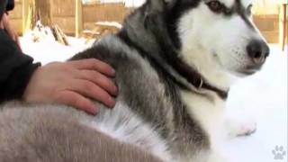 Dogs 101  Siberian Husky [upl. by Aita]