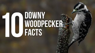 10 Downy Woodpeckers Facts [upl. by Critta538]