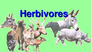 What are Herbivores Video for Kids [upl. by Rothwell]