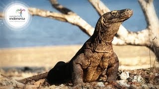 Wonderful Indonesia  Komodo Labuan Bajo [upl. by Tavie]