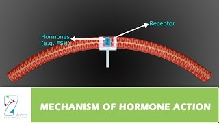 MECHANISM OF HORMONE ACTION [upl. by True]