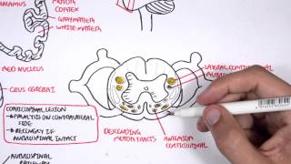 Neurology  Motor Pathways [upl. by Nailij184]