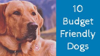 Top 10 Cheapest Dog Breeds In India 2020 Updated [upl. by Wendolyn]