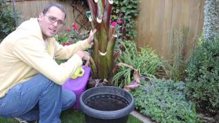 Preparing Ensete Banana for Winter  Time to Dig [upl. by Ennovyhc]