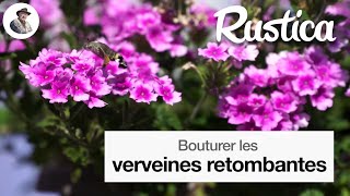 Bouturer la verveine retombante [upl. by Mulac]