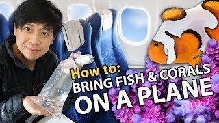 Bringing Fish amp Corals on Airplane HOW TO [upl. by Anier231]