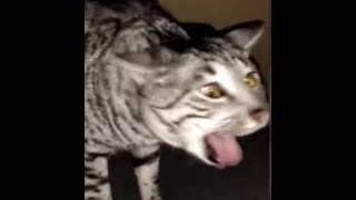 Cats Who Gag A Compilation [upl. by Dale]