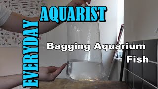 How To Bag  Transport Aquarium Fish [upl. by Ahsieit]