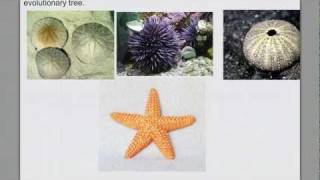 Invertebrate Diversity pt 4 Echinoderms amp Intro Chordates [upl. by Aerdnat]