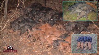 Wild Hog Trapping  32 Pigs in 10 Days With JAGER PRO Hog Traps  JAGER PRO™ [upl. by Hcone]