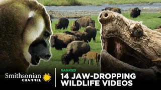 14 JawDropping Wildlife Videos  Smithsonian Channel [upl. by Ecilahs627]