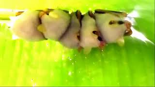 Honduran White Bat Worlds Rarest Animal [upl. by Wasson]