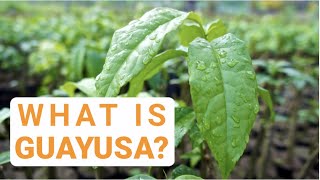 What is Guayusa [upl. by Daphene]