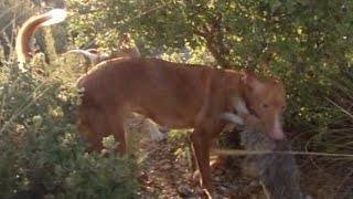 Caza de conejos con podenco andaluz [upl. by Mihar]