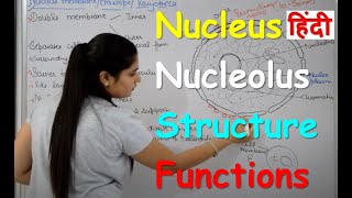 Nucleus Structure amp Functions in Hindi  Nucleolus  Nuclear Membrane  Nucleoplasm [upl. by Eppilihp]