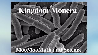 MoneraArchaebacteriaBacteriaAnimal Kingdom [upl. by Rubel]