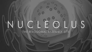 The Nucleolus the Ribosomal Assembly Site [upl. by Rigdon]