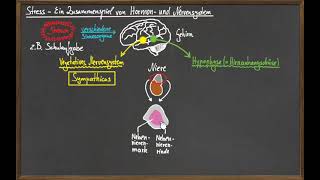 Die Stressreaktion  Ein Zusammenspiel von Hormon und Nervensystem [upl. by Nolahc]