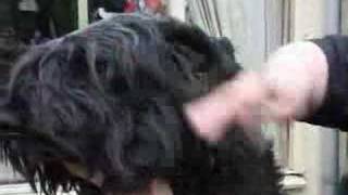 How to Brush a Bouvier [upl. by Geier]