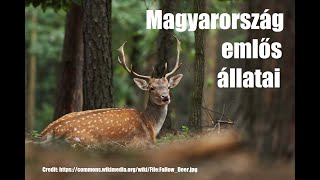 Magyarország emlős állatai [upl. by Evod]