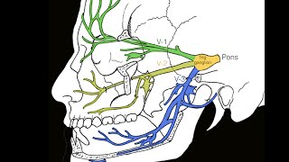 Cranial nerve V [upl. by Anaeda135]