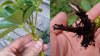 How to grow Schefflera plant from cuttings  Propagate the Schefflera plants  Umbrella Tree [upl. by Cross]