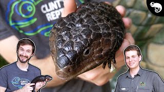 Shingleback Skink A MONOGAMOUS Blue Tongue [upl. by Frannie706]