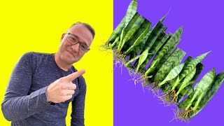 Secrets to Snake Plant Propagation How to Propagate Sansevieria [upl. by Secor]