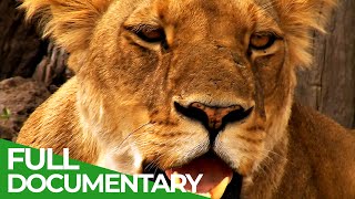 The Last Lion of the Liuwa Plain  Free Documentary Nature [upl. by Leahcimdivad]