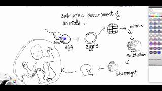 protostomes vs deuterostomes [upl. by Sibeal277]