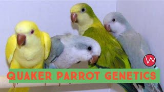 Quaker Parrot Genetics  Breeding Combinations [upl. by Finny]